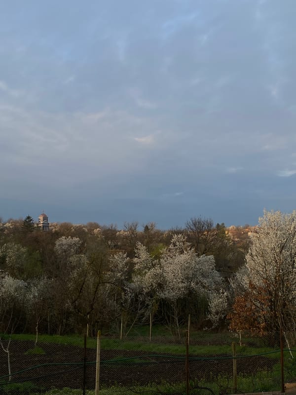 Spring blooms captured in Dobri dial, Bulgaria