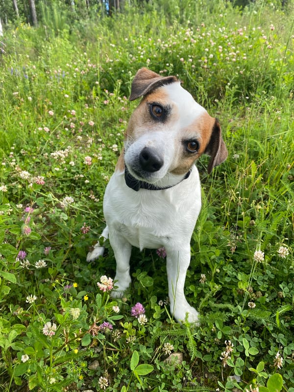 Jack Russell Terrier explores Yekaterinburg fields near an open-pit mine