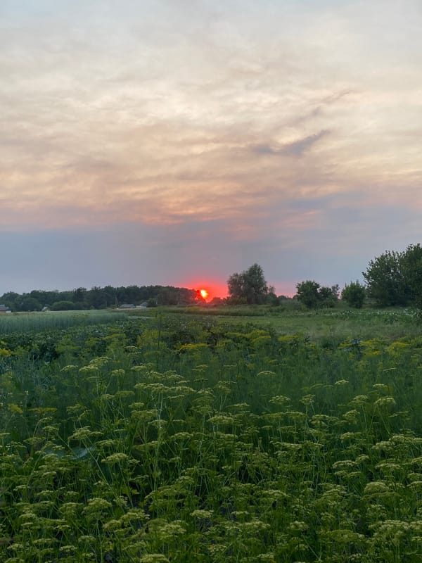 Red sunset over a flowering rural crop field