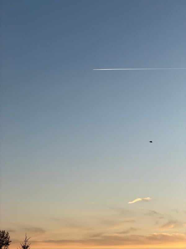 Evening sky observed over Riga with contrail, bird