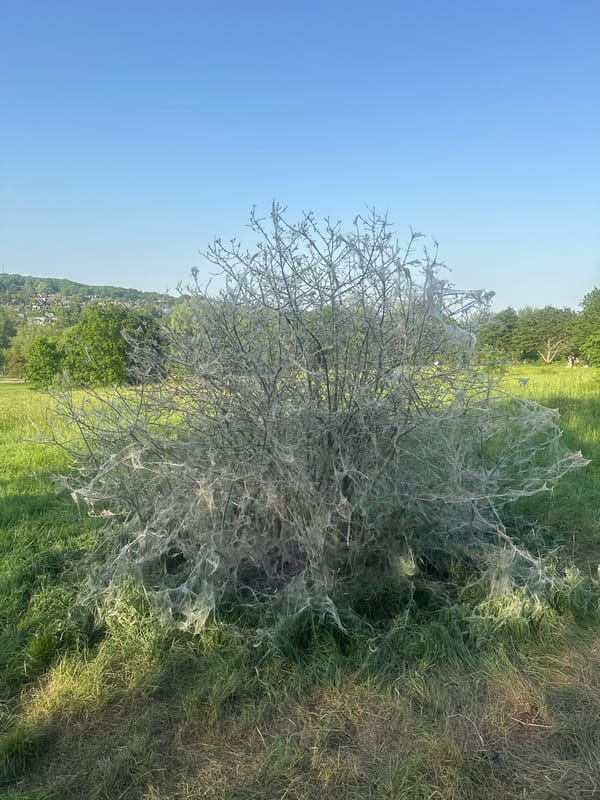 London bush completely covered in white webbing from larvae