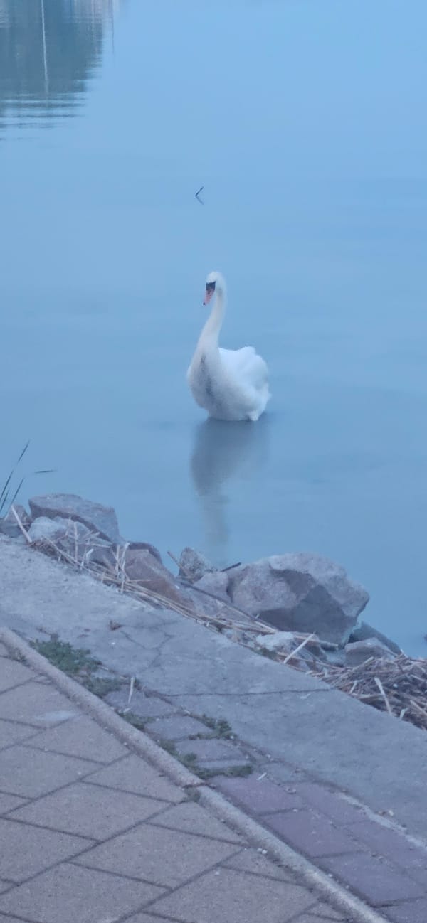 Keszthely lakefront at dusk: swans, fairground lights, summer crowds