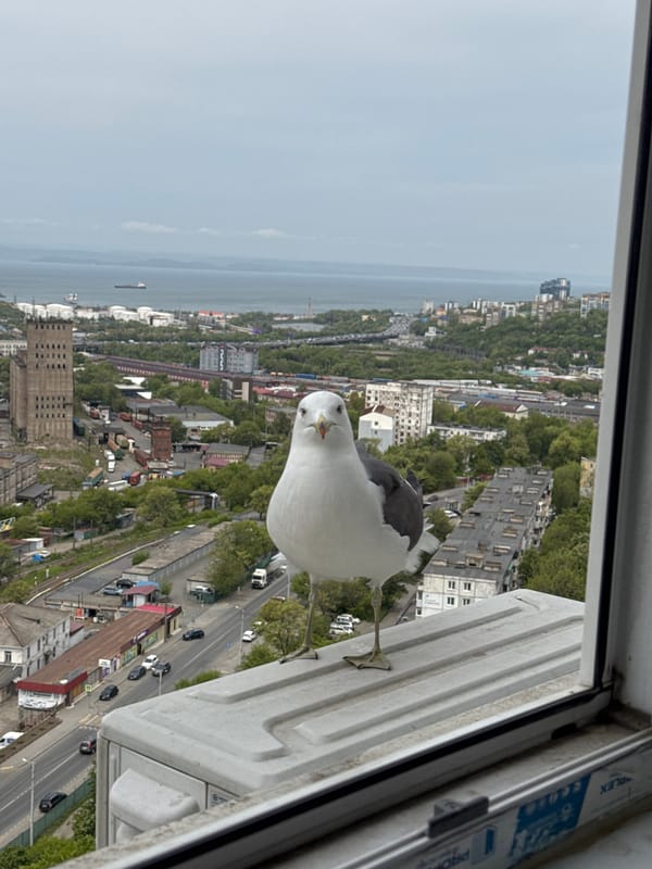 Seagull perches on Vladivostok high-rise ledge, photographed through window