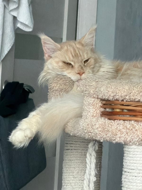 Cats spend quiet morning lounging at Kazan home