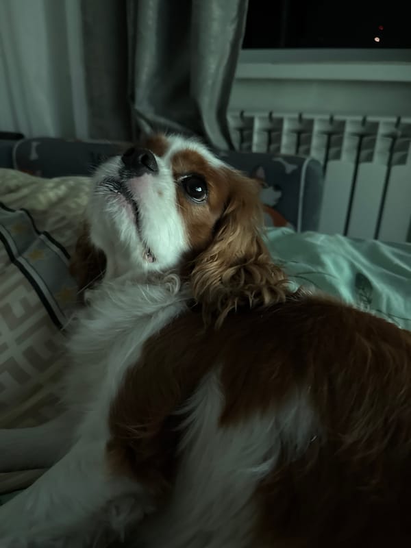 Cavalier King Charles Spaniel relaxing and goofing around at home