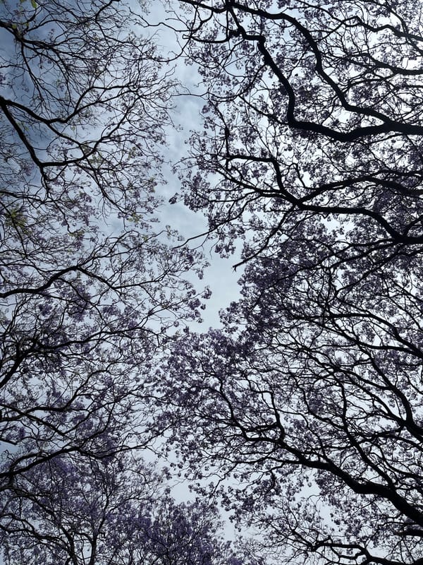Jacaranda trees bloom beneath cloudy skies in Mexico City