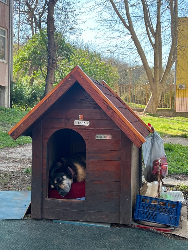 Quiet afternoon moments captured in Belgrade's Palilula district