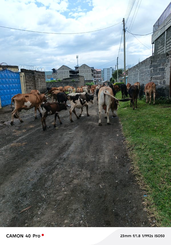 Cattle herd moves through muddy urban roads in Nakuru