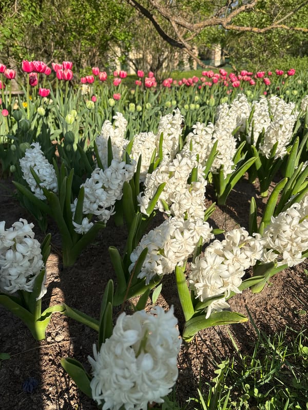 Spring park visit captures blooming flowers and wildlife feeding