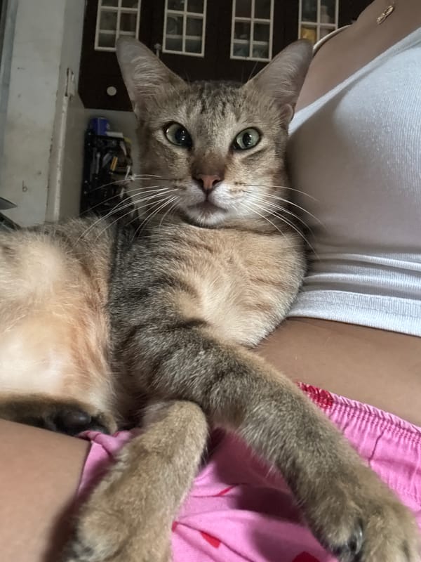 Lazy morning with a tabby cat in Davao City