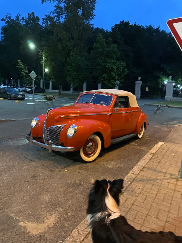Border collie eyes a classic 1940 Ford Deluxe in Minsk