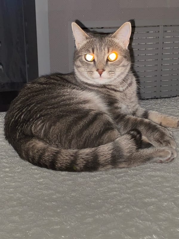 Quiet evening moments with tabby cat in Markovskii, Russia