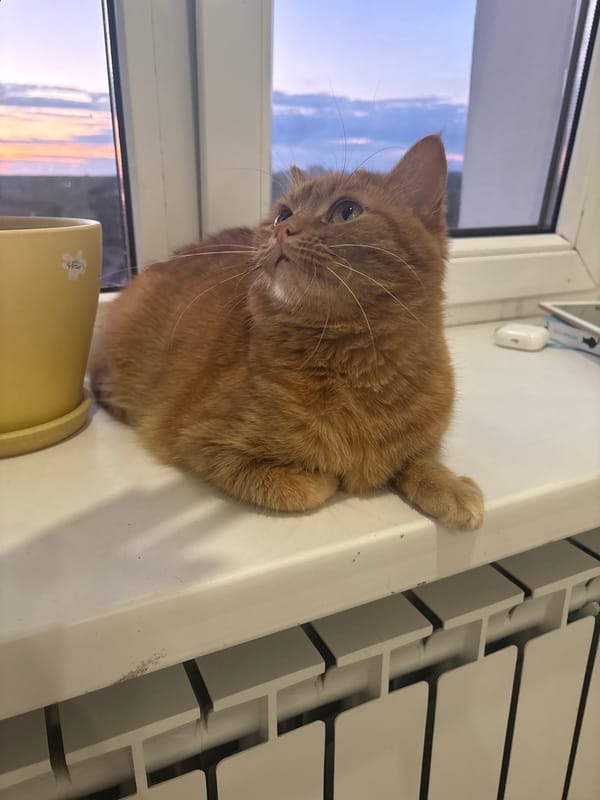 Evening at home in Kremenchuk, pets and sunsets included
