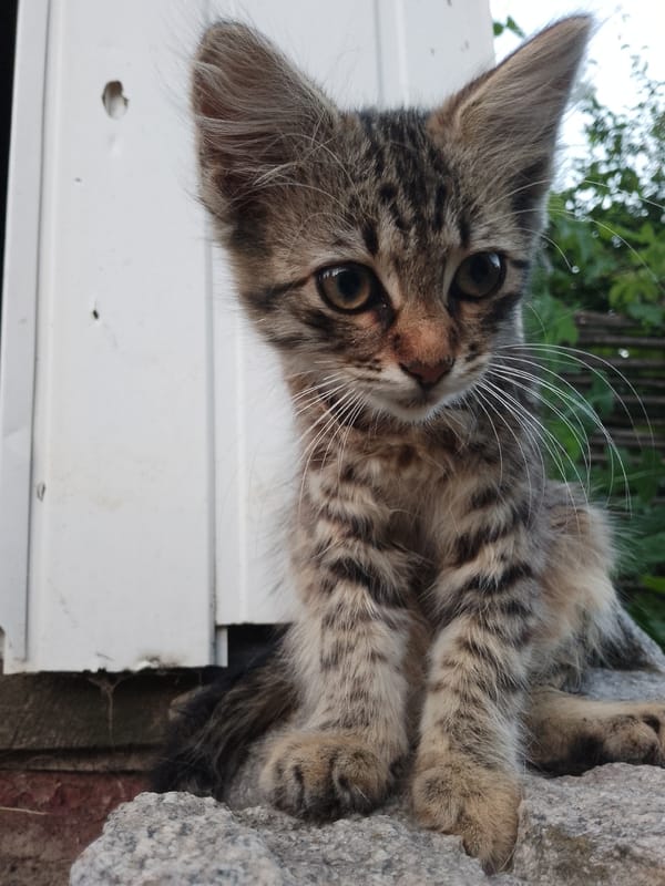 Tabby kitten and two dogs hanging out outside