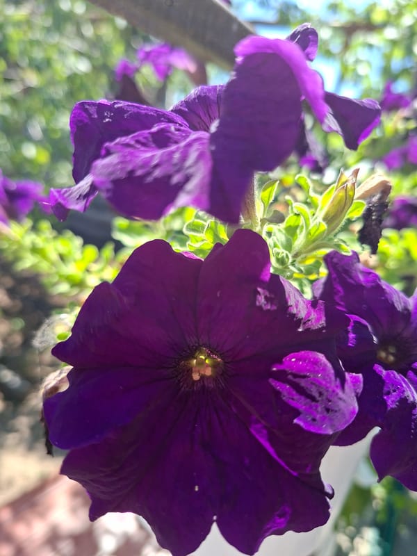 Vibrant garden blooms and one praying mantis, up close.
