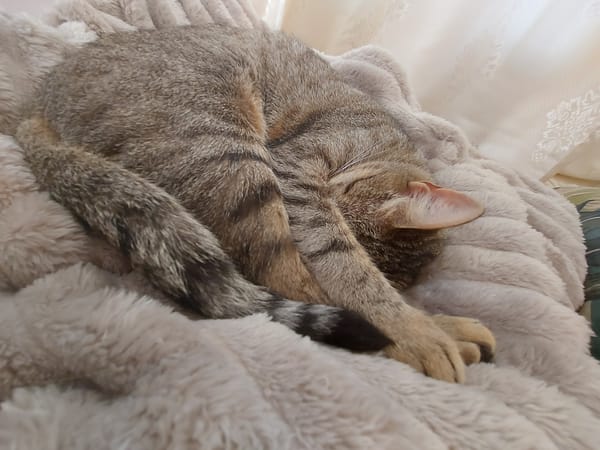 Tabby cat sleeps peacefully on blanket in Shumen home