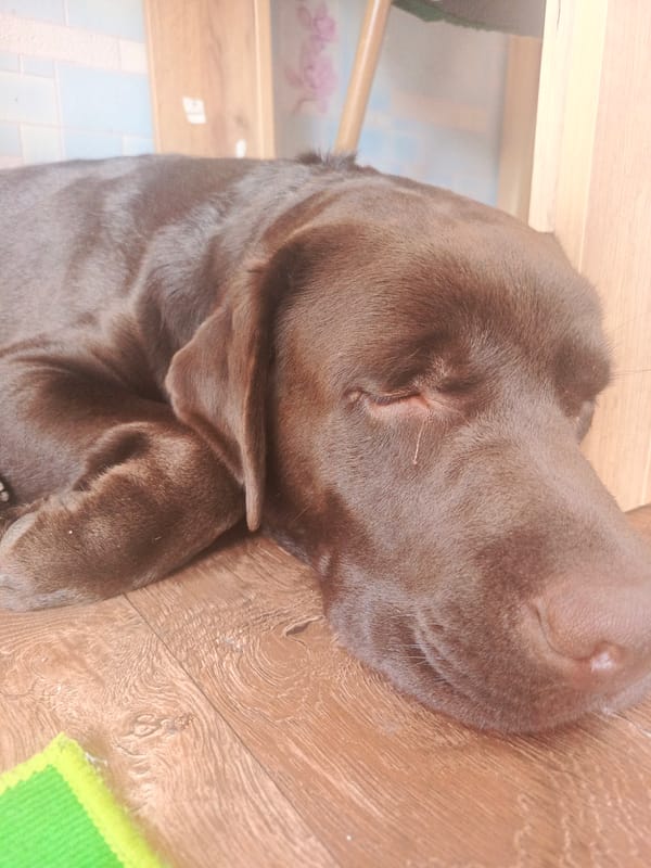 Chocolate Lab fully committed to a nap on hardwood floors