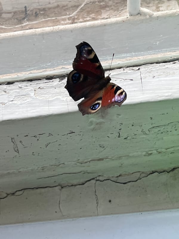 Peacock butterfly spotted on weathered window frames in Votkinsk