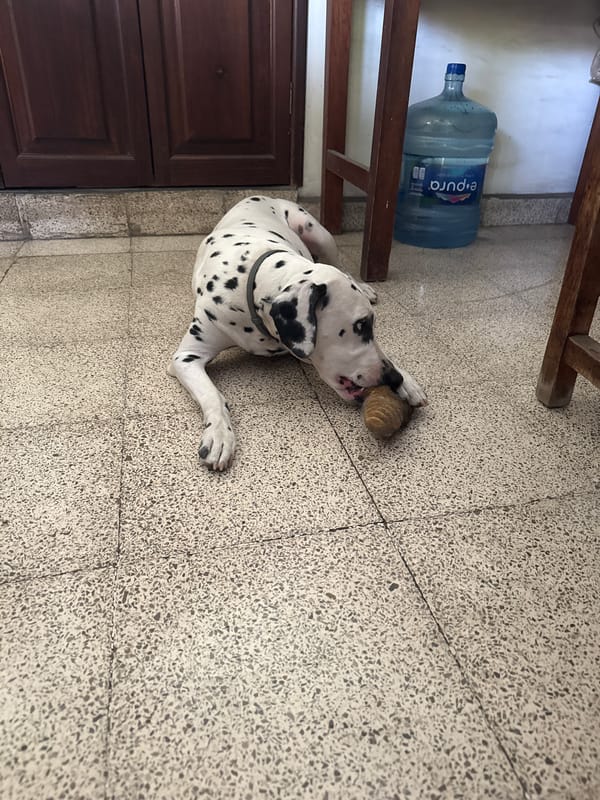 Dalmatian with ball rests on tiled floor in Xochitepec