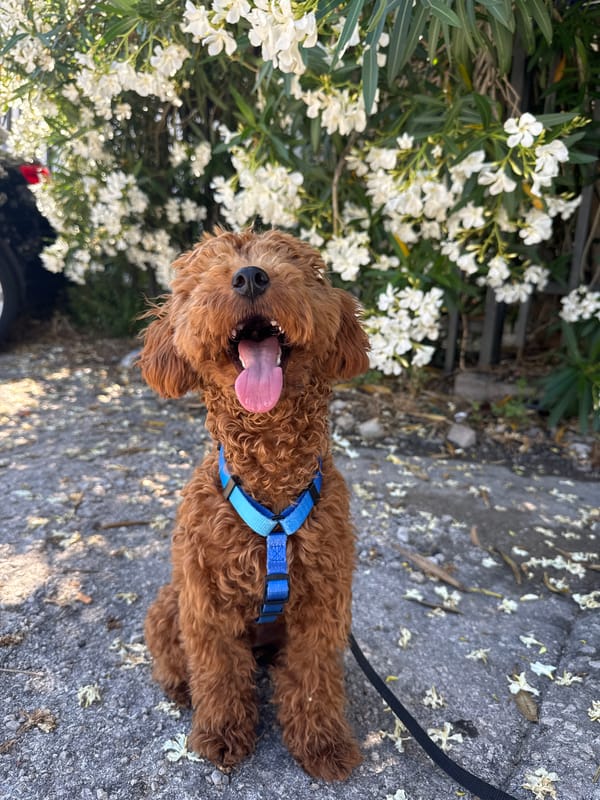 Brown curly dog spotted resting on pavement in Sutomore
