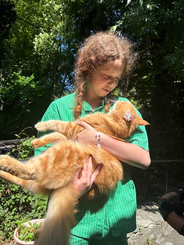 Chilling with an orange tabby cat outdoors in Sochi
