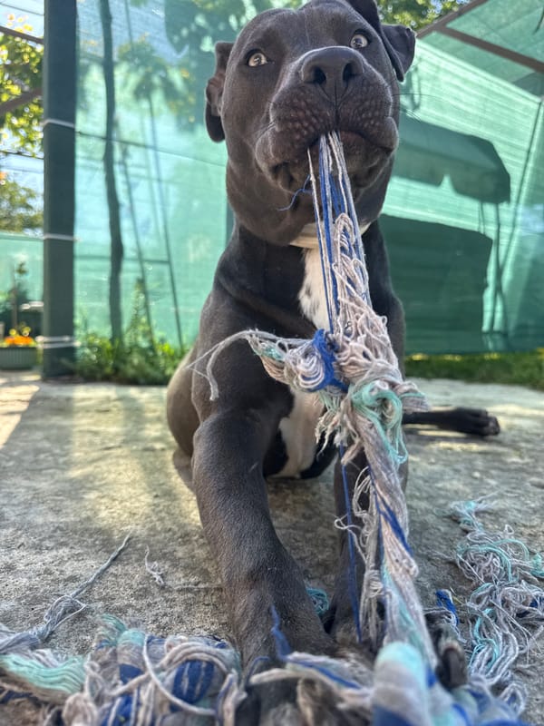 Pit bull plays in a Bulgarian backyard on a summer morning