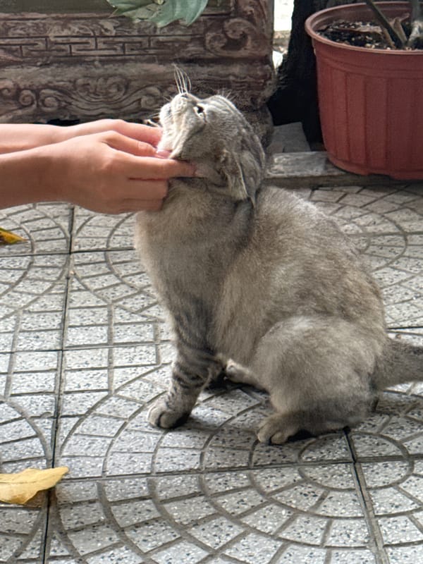 Grey cat receives affection in outdoor Đà Nẵng scene