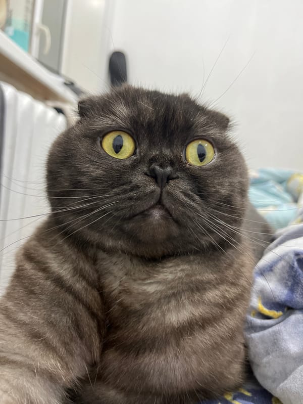 Woman and Scottish Fold cat documented in domestic evening moments