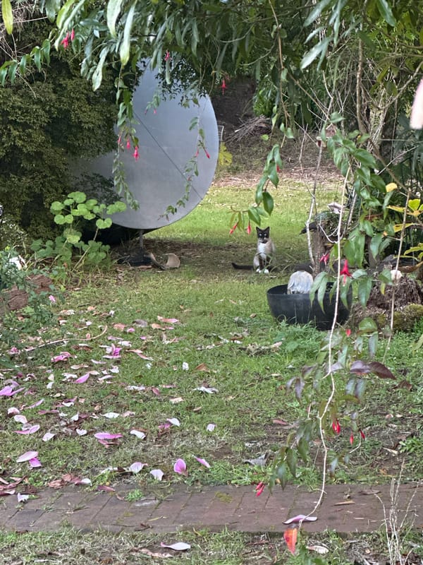 Cats roam a rural Thora property on a slow August morning