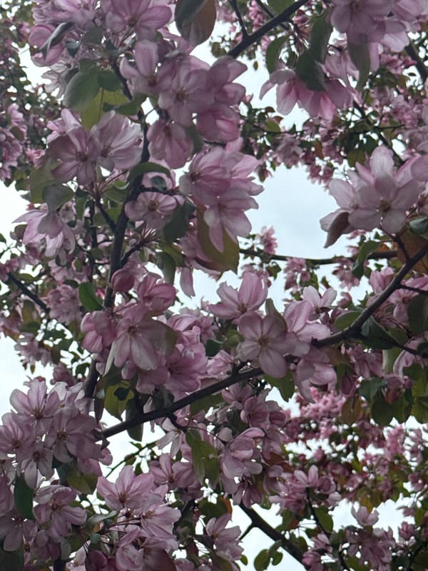 Spring blossoms and street-level moments documented in Krasnoyarsk