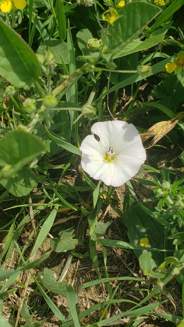 Morning scenes captured around Prešov: flowers, pedestrians, truck traffic