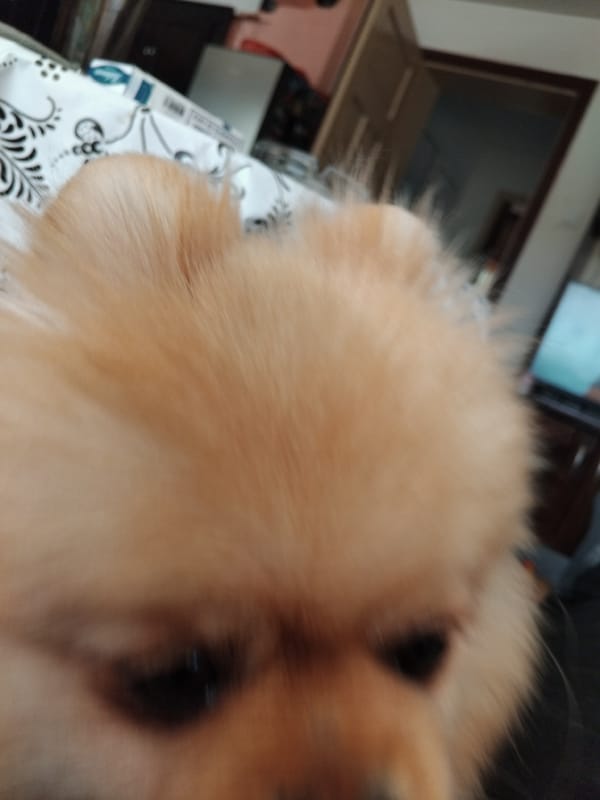 Pomeranian dog rests and grooms on sofa in Apriltsi