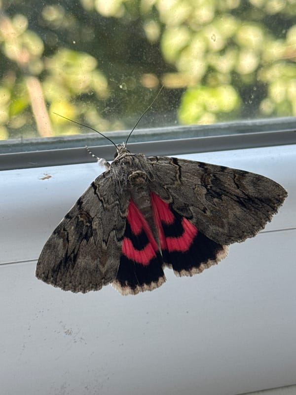 Patterned moth rests on a windowsill before flying off