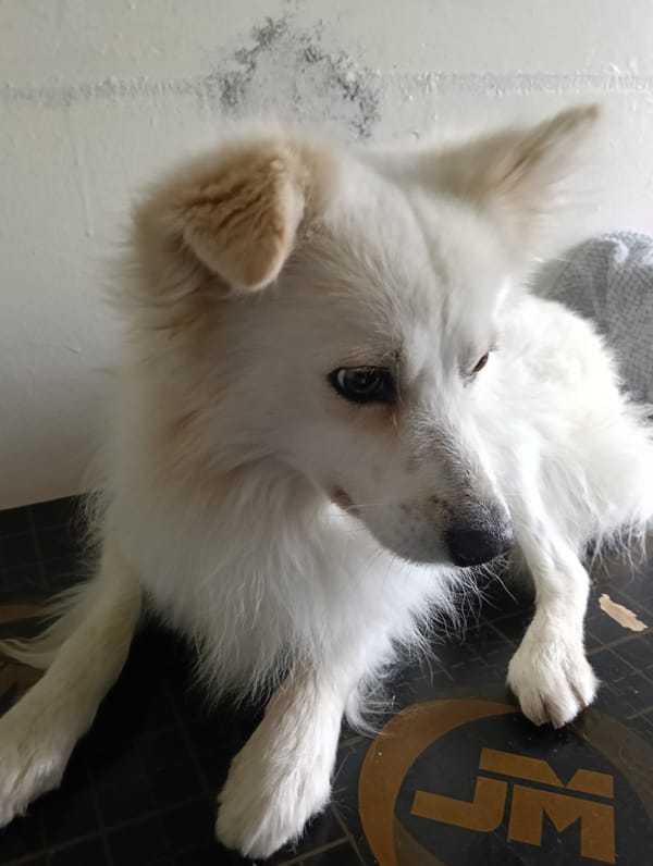 Pet grooming and care activities documented in Nairobi
