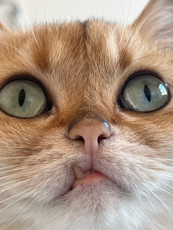 Calico cat photographed in close-up portrait, Montenegro