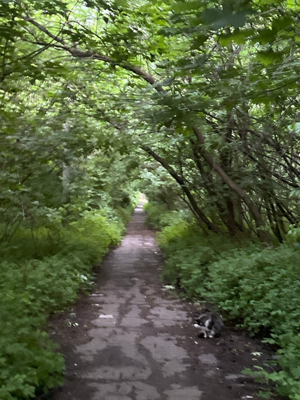 Forest trails meet city streets at the edge of green cover