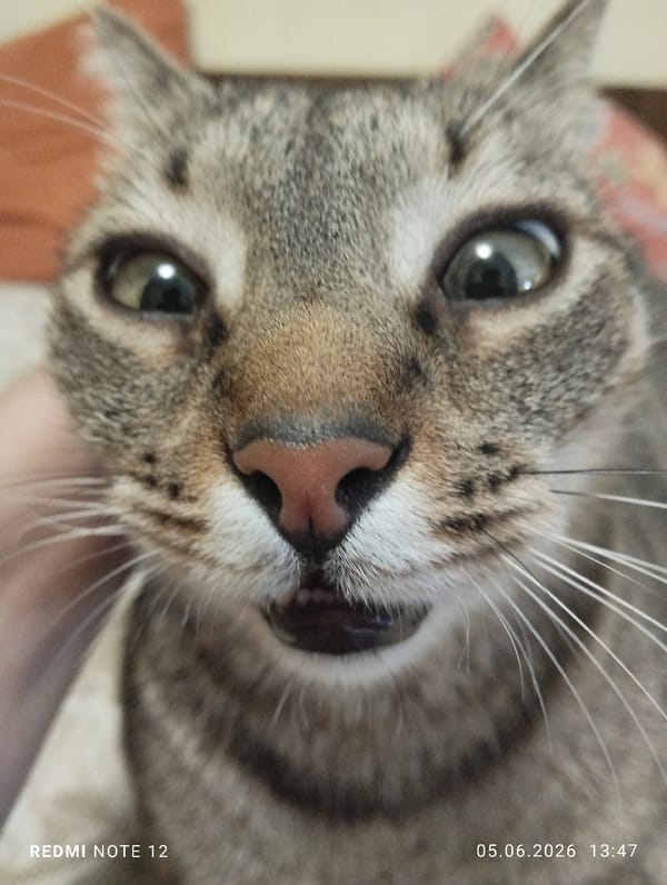 Tabby cat photographed in close-up shots in Burgas, Bulgaria