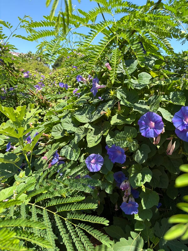 Tropical neighborhood stroll with flowers, buildings, and sunny streets