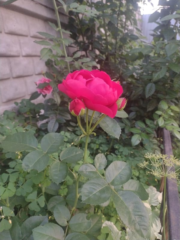 Dogs and roses on a quiet afternoon in rural Ukraine