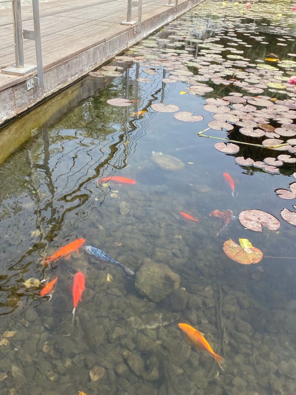 Peaceful pond with wildlife observed in Kiryat Bialik