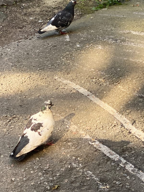 Pigeons and a leashed dog in a Yokohama park