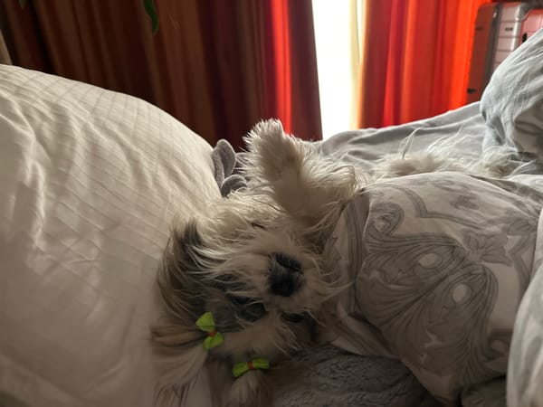 Small Dog With Green Bows Resting on Bed in Tbilisi