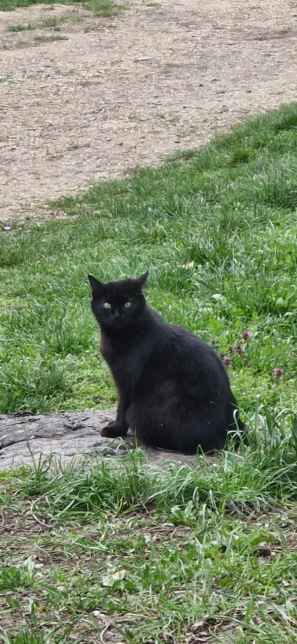 Black cat spotted near dirt road in Veliko Tarnovo
