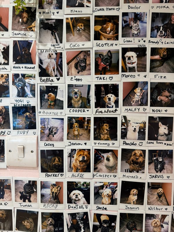 Dog photos displayed on pink wall in London space