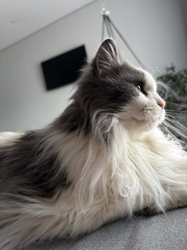 Quiet domestic moments shared between person and cat