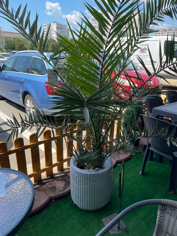 Street-level morning in Iași: plants, pavements, and coffee