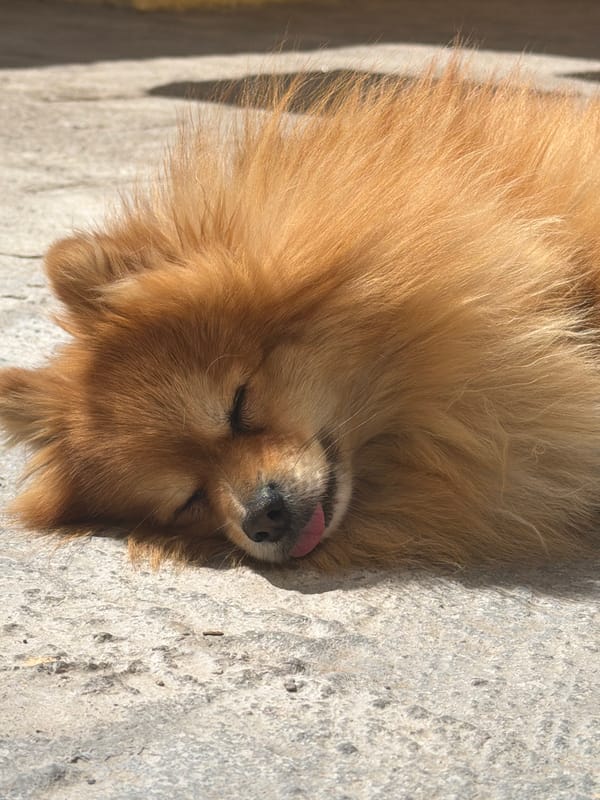 Small dog rests on concrete with tongue out