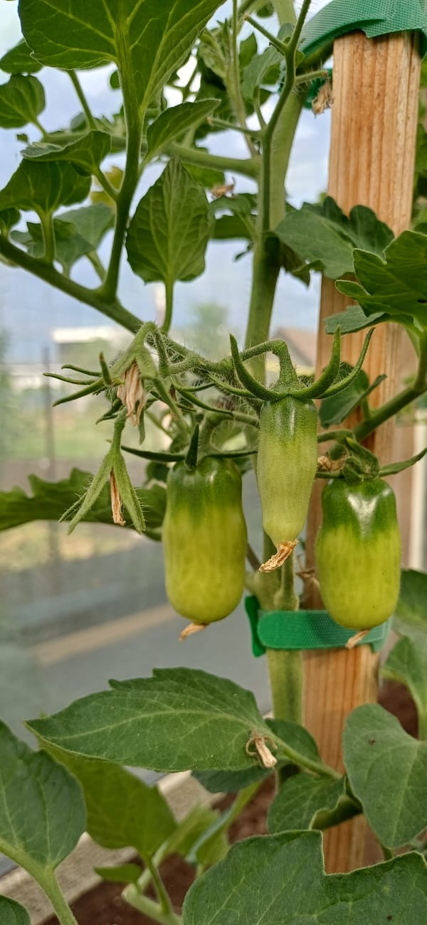 Garden walkthrough covers produce, flowers, and pantry stock.