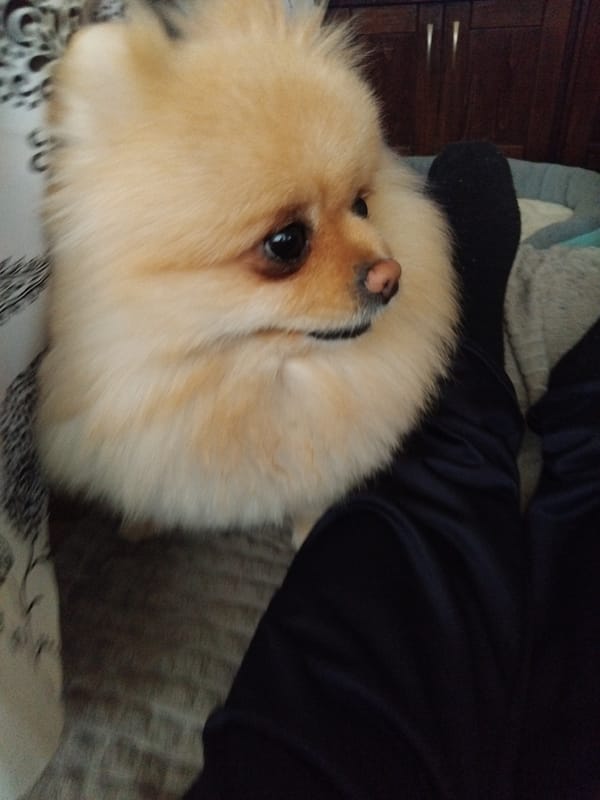 Pomeranian dog photographed resting on patterned bedding in Bulgaria