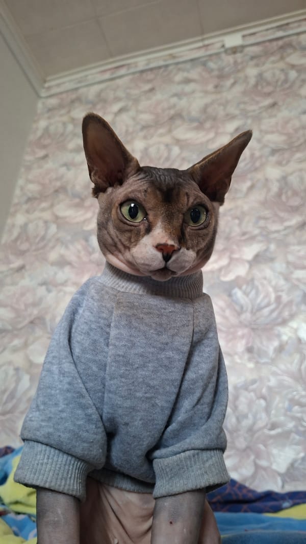 Two cats observed in separate indoor locations